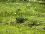 IMG_0102.jpg